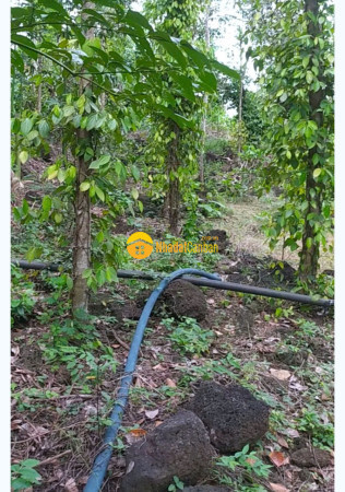 Cần bán gấp đất 2000m2 xã thanh sơn định quán tỉnh đồng nai 350 triệu